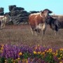 Large longhorn cattle graze on Cornish moorlands where animals of that size they have never grazed before