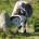 cows3