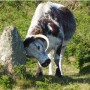 cows3